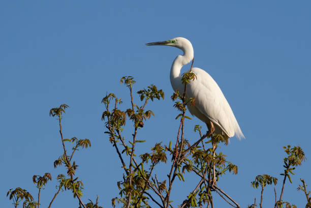 istock Great egret, Ardea alba. A bird sits on a tree among young foliage against a blue sky 1425181747