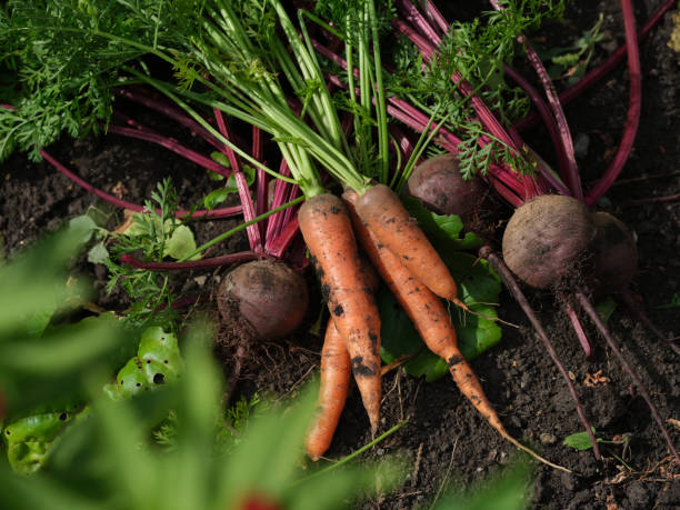 istock Freshly harvested organic beets and carrots lying on soil 1425182713