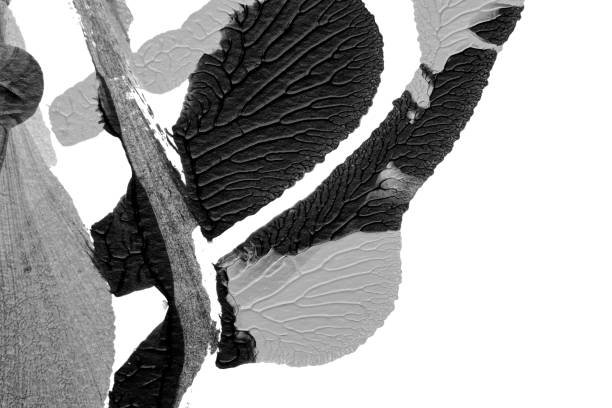 istock black white abstract acrylic painting color texture on white paper background by using rorschach inkblot method 1425184356