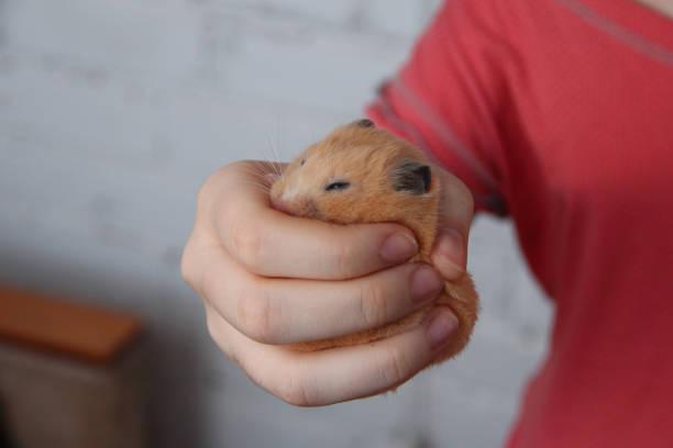istock Hamster sleeping in girl's hand 1425186924