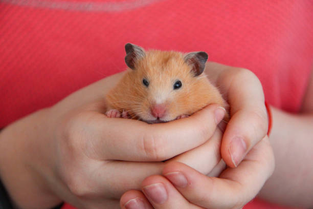 istock Girl holding a hamster in her hands 1425186939