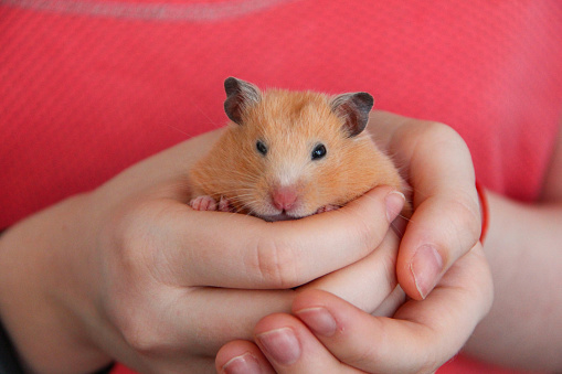 Person is holding the Roborovski dwarf hamster in her hand