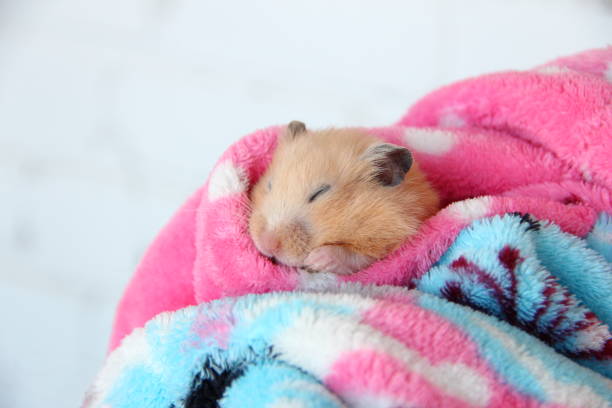 Syrian hamster sleeping comfortably in the bathrobe Syrian hamster sleeping comfortably in a bathrobe rodent bedding stock pictures, royalty-free photos & images