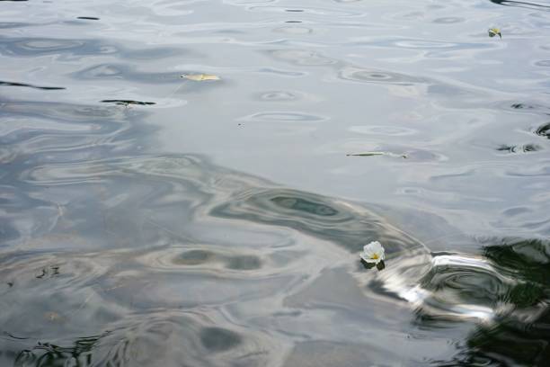 a specific flower in lugu lake
