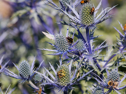 Beautiful Eryngium Alpinum Flowers, the alpine sea holly, alpine eryngo or queen of the Alps with Bees.