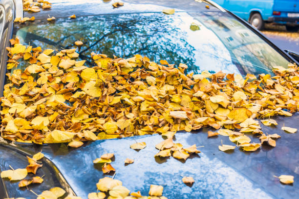 istock Autumn leaves on the car windshield 1425189710