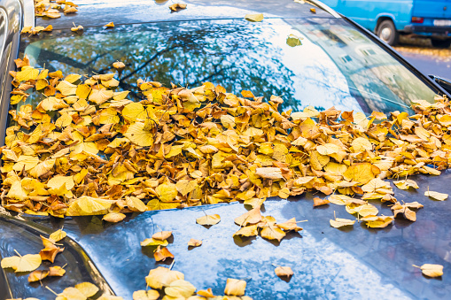 Autumn leaves on the car windshield