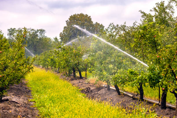 Irrigation system of an apple field
