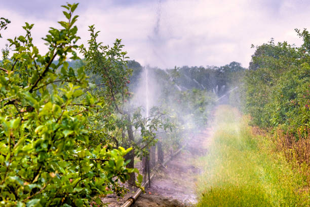 Irrigation system of an apple field