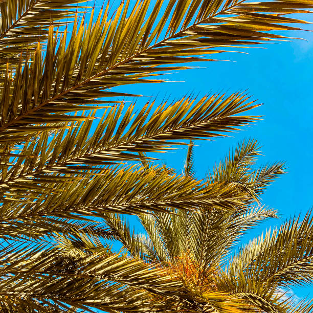 istock Date palm tree trunk with ferns 1425196573