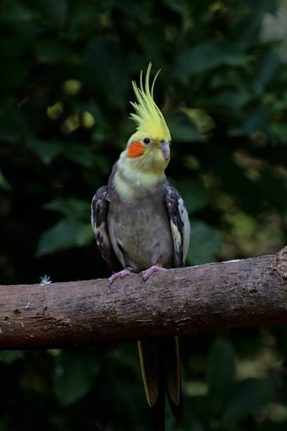 istock An Australian Cockatiel Watches intently. 1425196888
