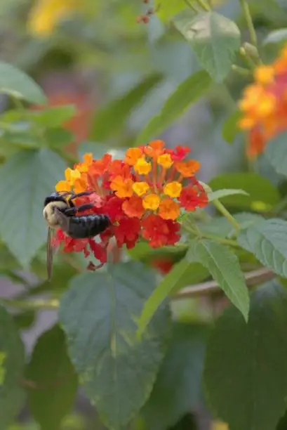 Bumblebee working on Lantana Blossoms