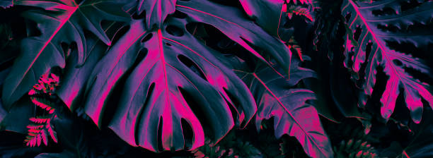 istock Tropical leaves, dark forest background, neon color toned 1425199494