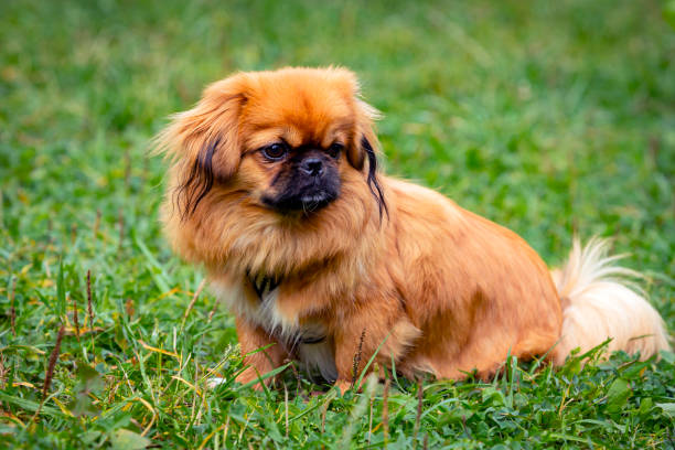 istock A young funny Pekingese on a green field. Close-up 1425200135
