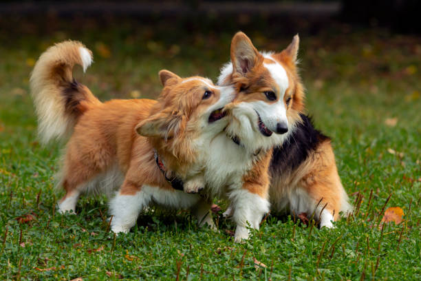 istock Two Corgi dogs are playing on a green field. 1425200443