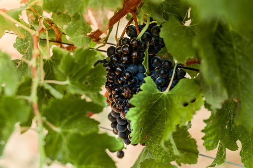 Bunch of grapes in vineyard, fruit farming and organic estate for winery, alcohol and food industry. Closeup fresh, ripe and sweet plant harvest, sustainability in nature and agriculture production