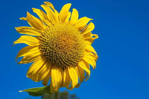 Close up of a yellow sunflower against a bright blue sky
