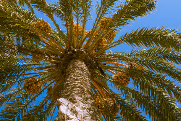 Palm tree seen from below against blue summer sky