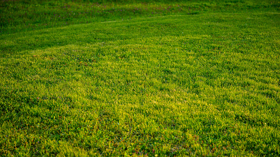 Green grass in the meadow in the evening light. April. Web banner.