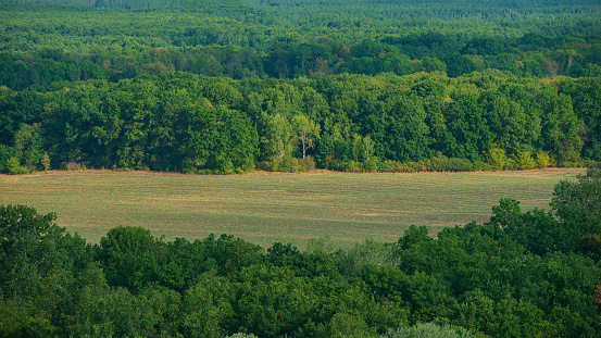 Agricultural field among deciduous forest. August. Web banner. Ukraine.