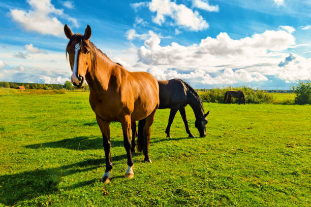 istock horses on pasture at green grass field 1425203913