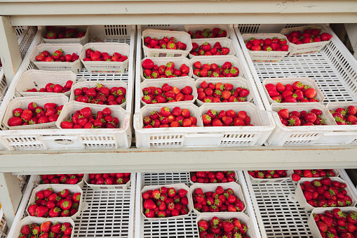 Colourful, organic, freshly picked red strawberries on display in trays at an outdoor rural country farmer's market in Scotland, UK.