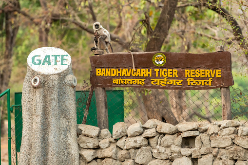 Bandhavgarh, madhya pradesh, india - 25 April 2022 : Mother Gray or hanuman langurs with baby sitting on signboard of bandhavgarh tiger reserve national park at tala zone main entry gate