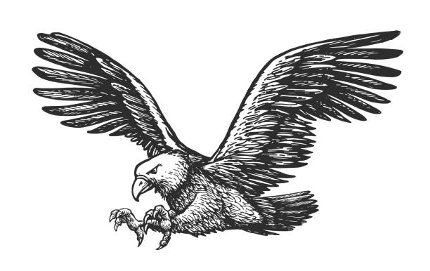 weißkopfseeadler, der isoliert auf weißem hintergrund angreift. von tieren handgezeichnete skizze im vintage-gravurstil - falke stock-grafiken, -clipart, -cartoons und -symbole