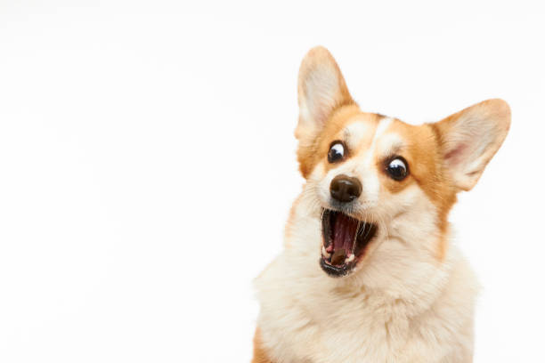 kuvapankkikuvat ja rojaltivapaat kuvat aiheesta studiokuva walesilaisesta corgi pembrokesta, joka saa herkkua. - hämmästys