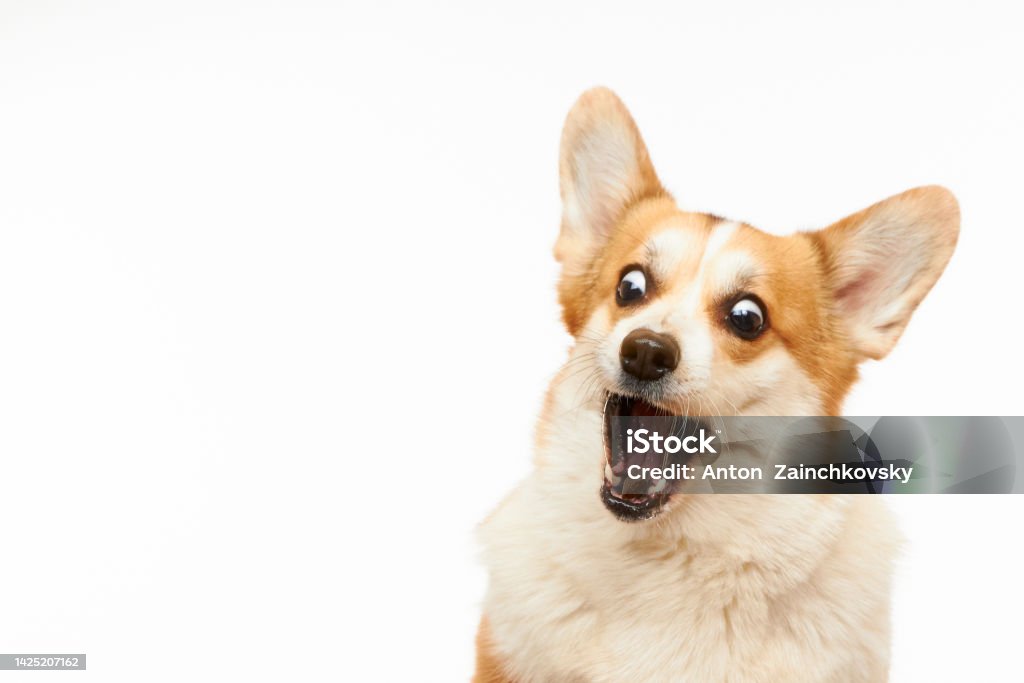 Studio shot of Welsh corgi Pembroke catching a treat. Studio shot of Welsh corgi Pembroke catching a treat. The dog is isolated on a white background. Funny dog face. Dog Stock Photo