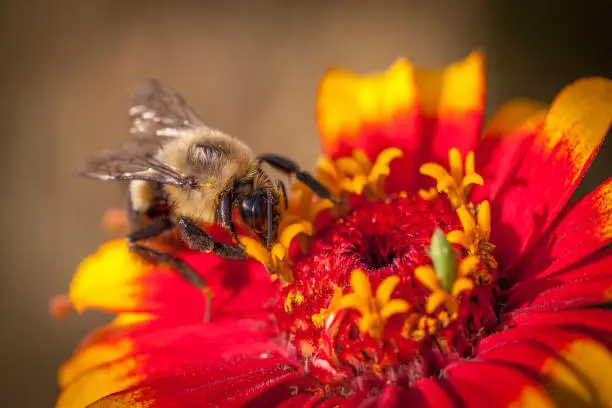 A common Eastern Bumble Bee forages on a zinnia flower in summer in the Laurentian Forest.