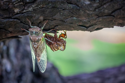 A dog-day Cicada is drying its wings after emerging from its exuviae in the Laurentian forest.