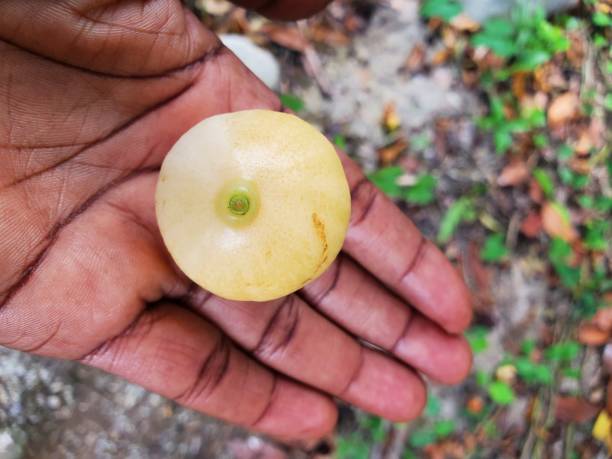 istock Tasty Rose Apple 1425208898