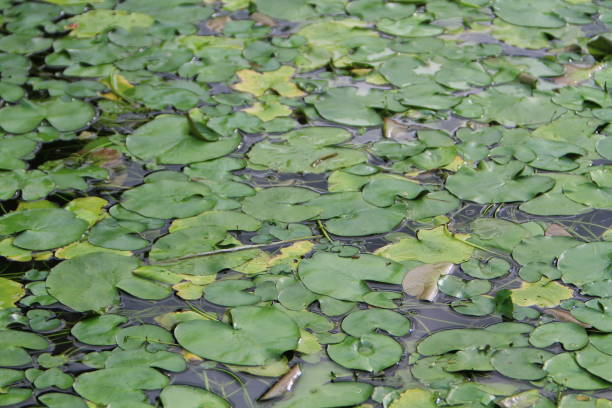 istock green lotus leaf in garden, nature concept 1425208930