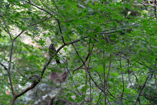 istock The bird in the forest from Jeju island 1425211069