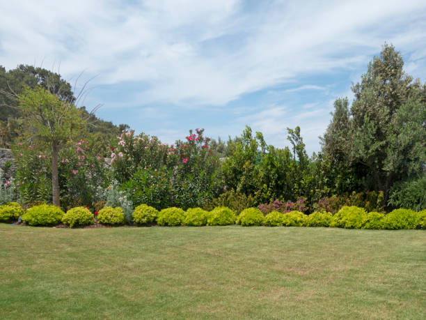 istock Green lawn, front yard is beautifully designed garden 1425213398
