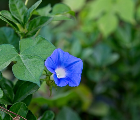 Asiatic dayflower (Commelina communis) in a Connecticut yard, close-up. An introduced plant in North America, where it can become invasive. So named because it blooms for only one day.