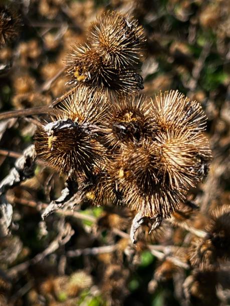 istock Dry brown cocklebur plant 1425216335