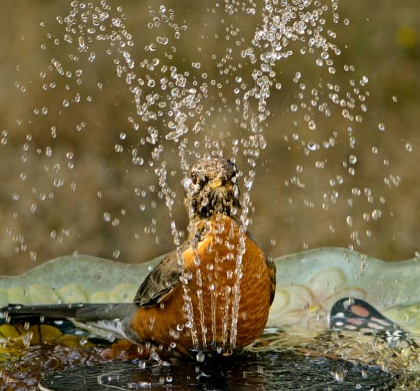 istock Robin in the bird bath with fountain 1425216923