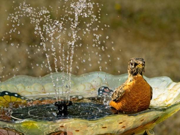 istock Robin in the bird bath with fountain 1425216924