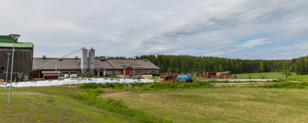 istock Dairy farm in Finland 1425217042