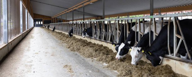 istock Modern dairy farm in Finland 1425217095