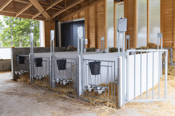 istock Modern dairy farm in Finland 1425217117