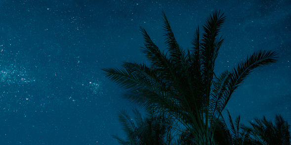 The moon shines at night over palm trees on the sea