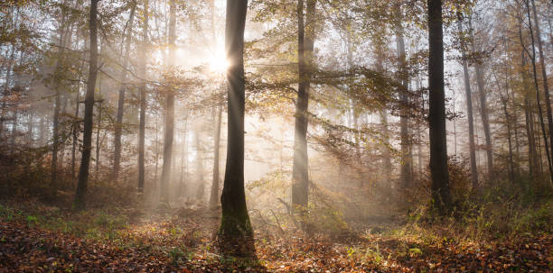 森の中のサンレイの魔法 - fog forest morning autumn ストックフォトと画像