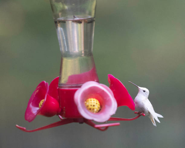 istock A white ruby-throated hummingbird at a feeder. The bird is leucistic, lacking most most pigment in it's feathers but having eye pigment. 1425222410