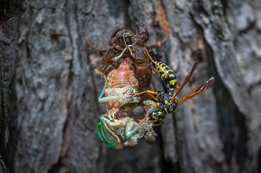 A paper wasp devours a Dog-day Cicada after emerging from its exuviae in the Laurentian Forest.