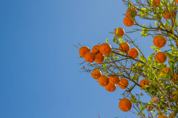 Branches of an orange tree with ripe fruits hanging amidst lush green leaves, illuminated by bright sunlight and set against a vibrant blue sky, depicting abundance and natural beauty.