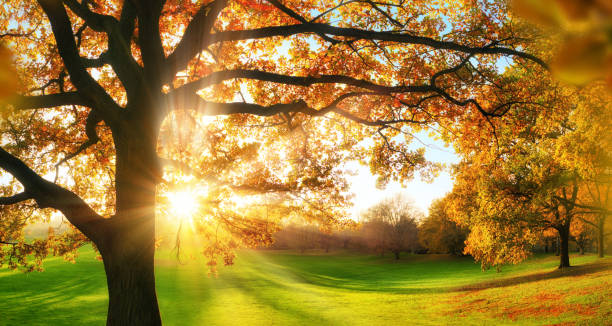 istock Autumn scenery in a sunny park 1425222574