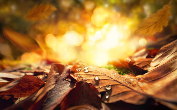 Closeup of autumn leaves on a forest ground stock photo
